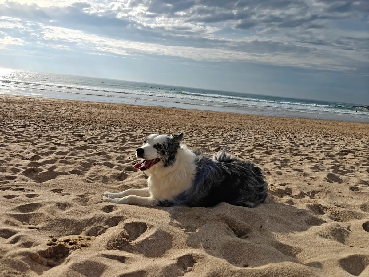 Collie on a beach in Newquay