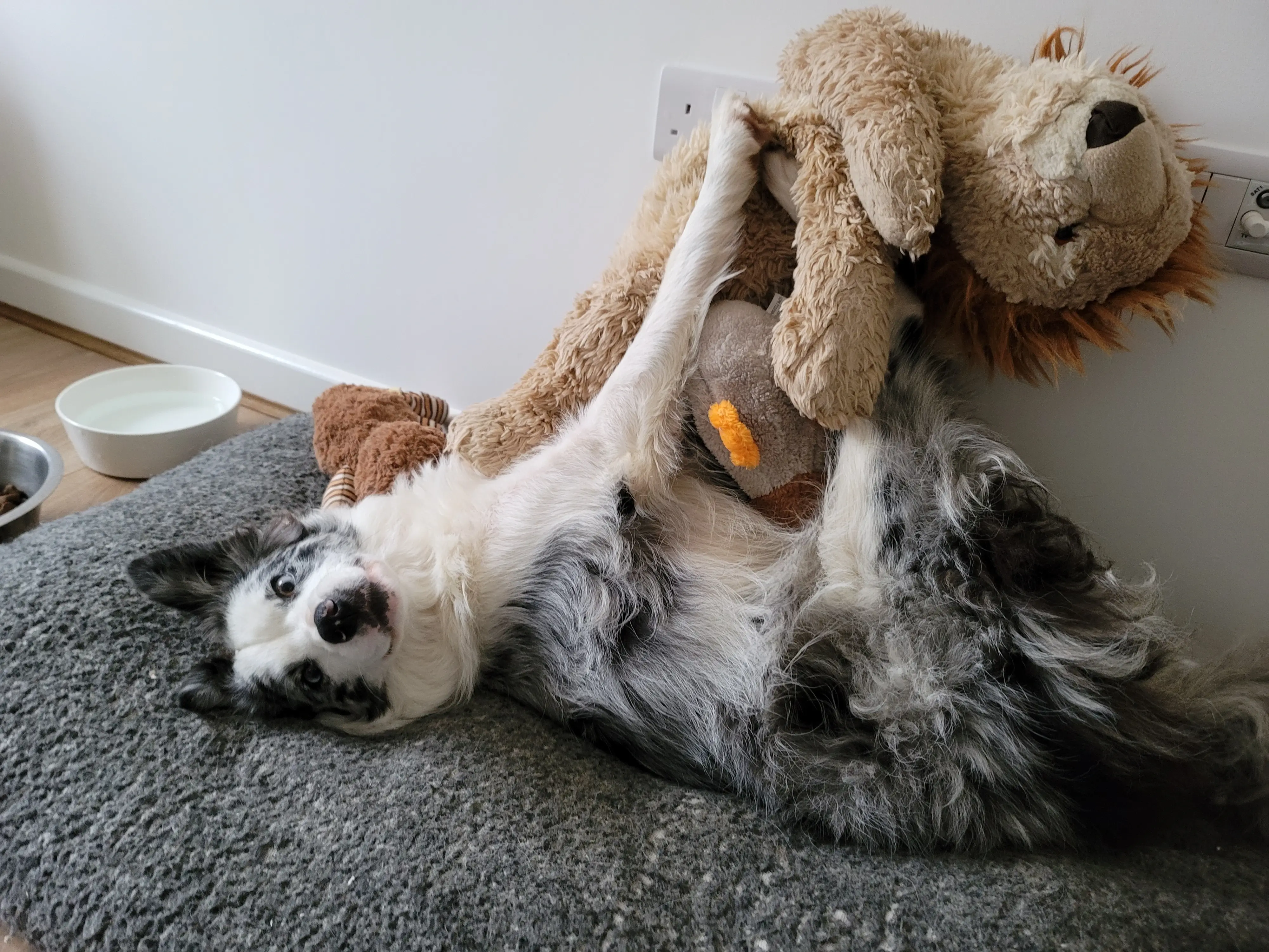 Collie playing with toys indoors