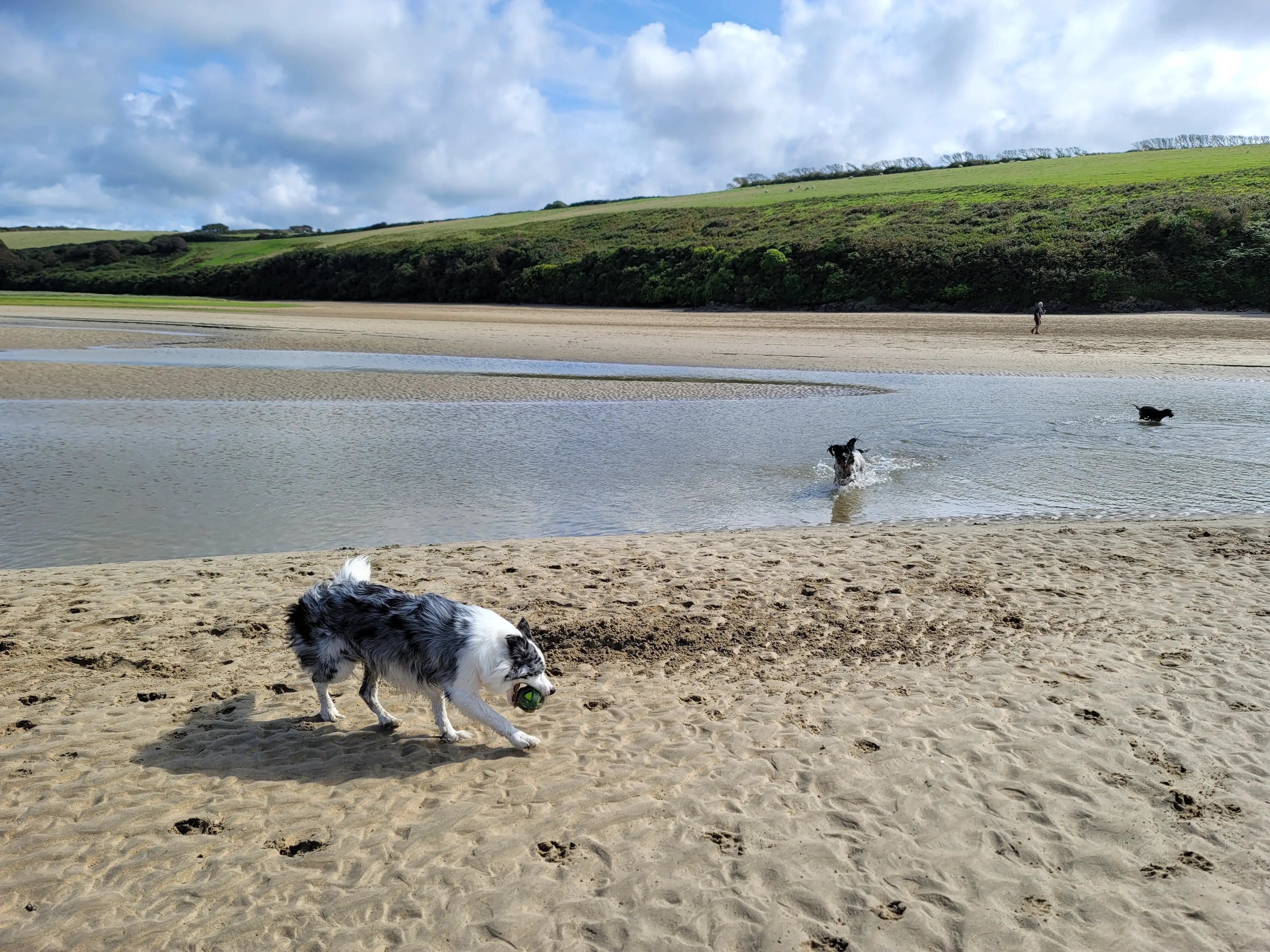 Dogs playing together on the beach