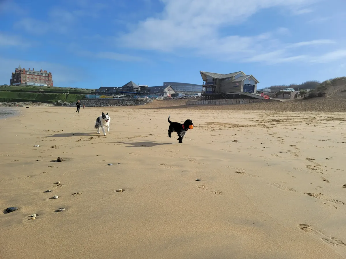 Dog-friendly restaurants in Newquay