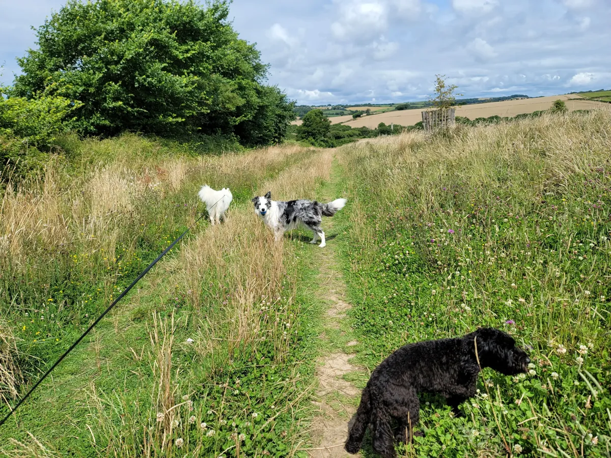 Sang and Crantock area, river trails and beaches for dogs