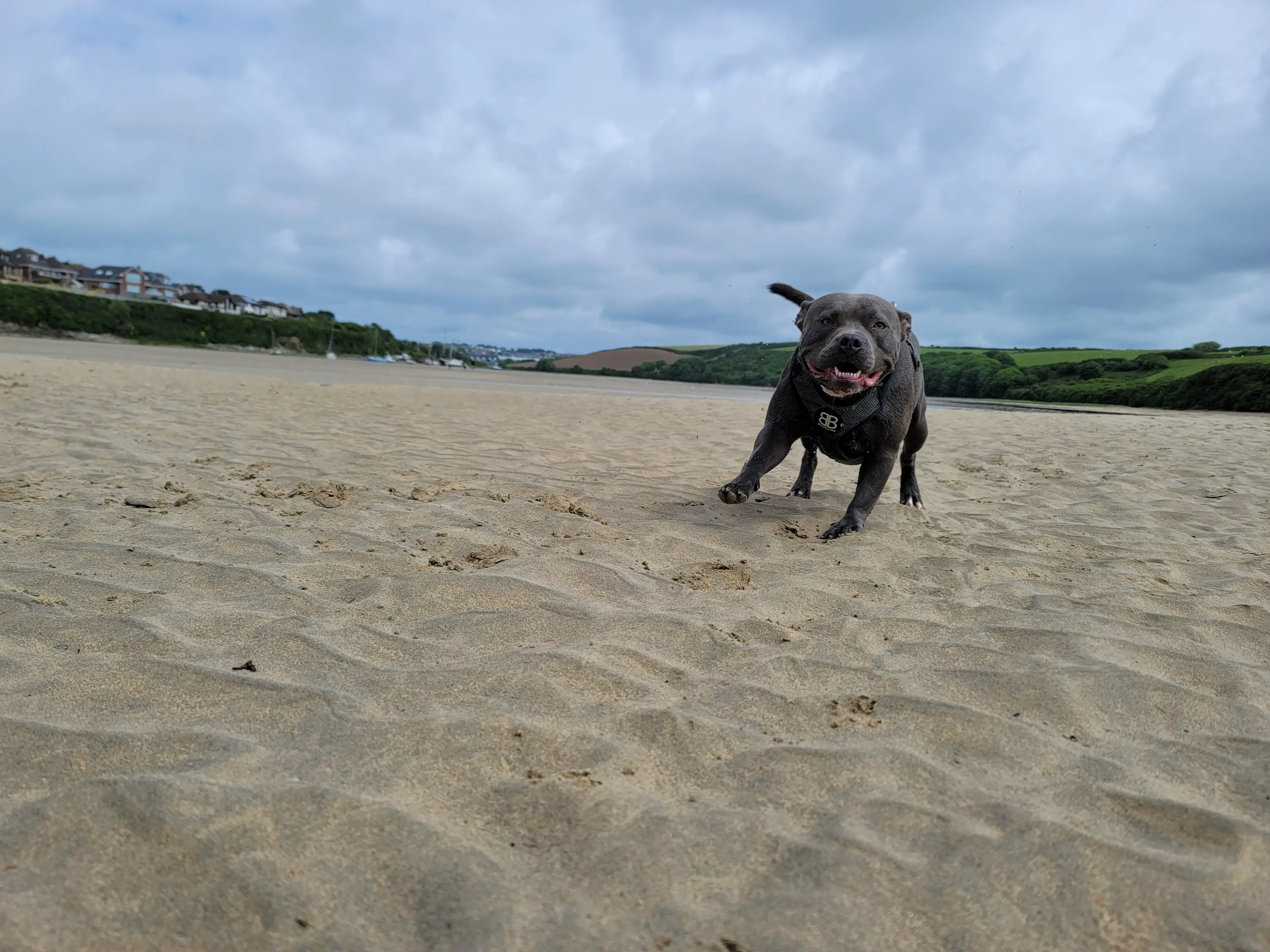 Happy staffie running on a Newquay beach